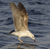 1cy fuscus in August, ringed in Finland. (81365 bytes)